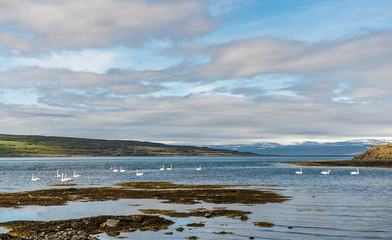 Fototapeta na wymiar Swans in Iceland