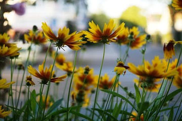 Fototapeta premium field of yellow flowers