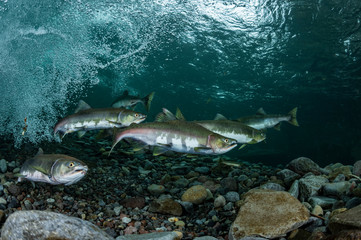 School of Karafuto Trout