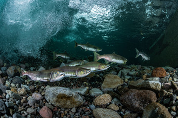 School of Karafuto Trout