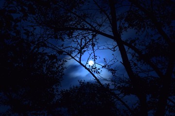 full moon and tree
