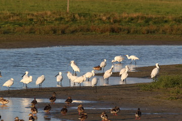 Eurasian or common spoonbill in nature, Island Texel, Holland