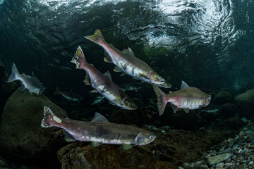 School of Karafuto Trout