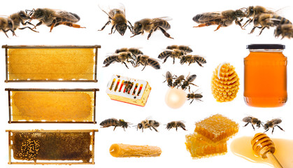 bees and honey collection isolated on a white background