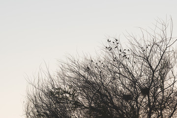 Silhouette of spring birds sitting on twig of tree