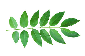 Fresh green leaves on branch isolated on white background. Object with clipping path.