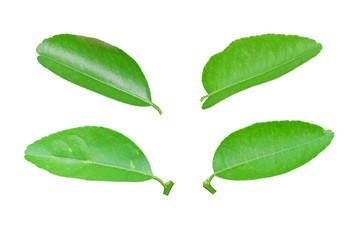 Fototapeta na wymiar Set of lemon leaf isolated on white background.