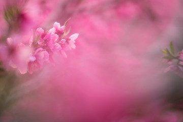 Fototapeta na wymiar The peach blossom spring