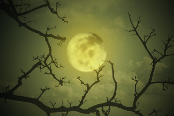 Halloween concept: Spooky forest with full moon and dead trees, dark horror background.