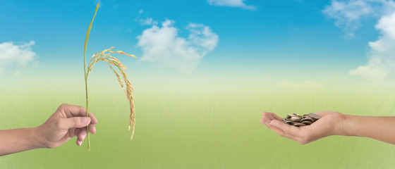 World food day: Two human hands holding Ears of rice and Coins on blurred of blue sky background. Exchange concept.