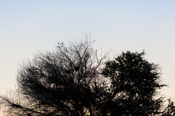 Trees in the flooded during sunset Pa Sak Jolasid dam, Thailand