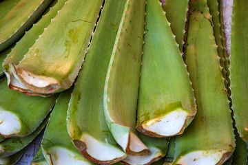 Asian street farmer market selling fresh Aloe Vera leaves in Hoi An, Vietnam Asian street market selling fresh Aloe Vera leaves in Vietnam.