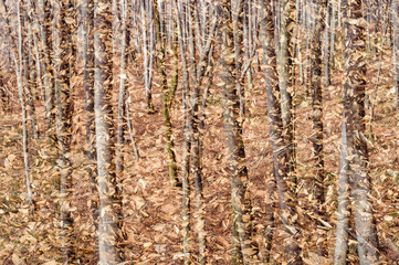 Obraz premium Abstract autumn forest background. Double exposure.