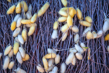 making silk with white silkworm cocoons by handmade.