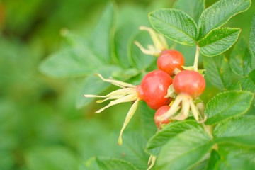 Rose hip dogrose on green nature background with leaves closeup.