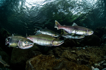 School of Karafuto Trout