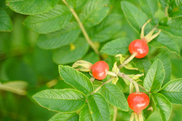 Rose hip dogrose on green nature background with leaves closeup.