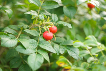 Rose hip dogrose on green nature background with leaves closeup.