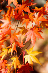 Naklejka na ściany i meble Red maple leaf in Autumn season. Colorful of tree in japan.