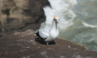 Gannet