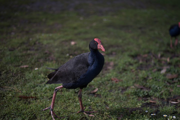 Pukeko