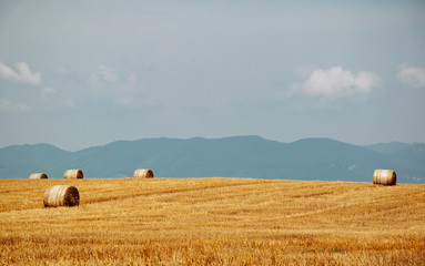 Straw bales, haystack on a field after summer harvest