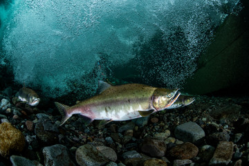 School of Karafuto Trout