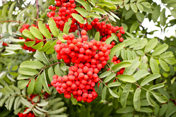 Bunches of ripe red-orange rowan berries. Autumn time.