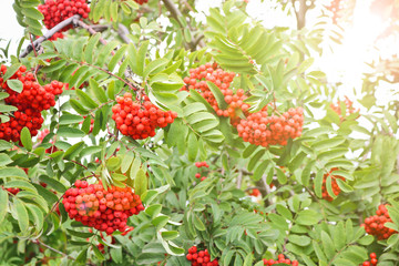 Bunches of ripe red-orange rowan berries. Autumn time.