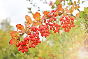 Bunches of ripe red berries of barberry. Autumn time.