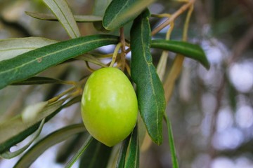 Olive on olive tree branch