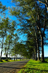 美しい北海道の並木道