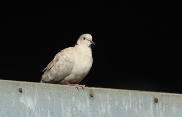 A pretty Collared Dove, Streptopelia decaocto, perching on a barn door at a farm.