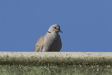 A pretty Collared Dove, Streptopelia decaocto, perching on the roof of a farm barn.