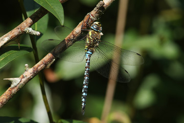 A pretty male Migrant Hawker Dragonfly, Aeshna mixta, perching on a thorn bush at the edge of a river.