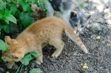 Naklejka na ściany i meble Cats playing in the garden