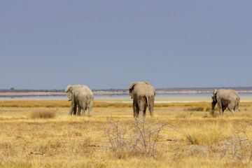 elephants walking etosha namibia safari zebra