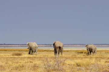 Elephants walking across the savannah in Etosha Nationl Park