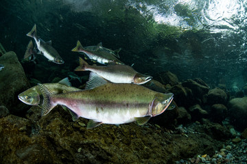 School of Karafuto Trout