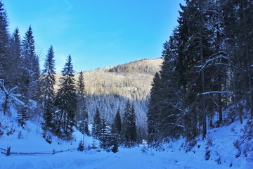 Winter mountain landscape with fir trees and snow