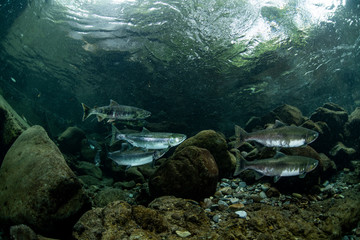 School of Karafuto Trout