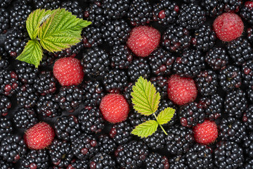Background from fresh organic blackberries and raspberries, close up. Top view blackberry and raspberry