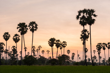 Obraz premium Asian Palmyra palm, Toddy palm, Sugar palm field with paddy field sunset