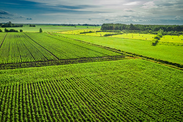Green potato field in summer day, aerial view of Poland