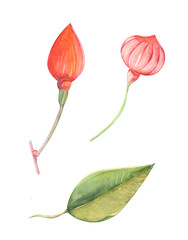 Color watercolor illustration of fuchsia flowers and leaves closeup on a white isolated background
