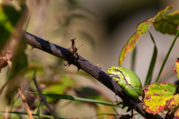 European Tree Frog on bush