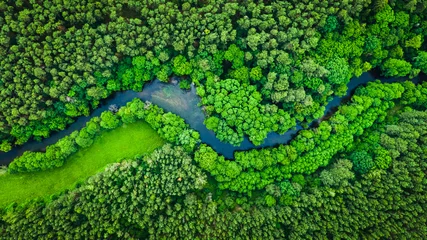 Fotobehang Rivier en groen bos in natuurpark Tuchola, luchtfoto © shaiith
