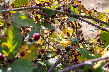 European Tree Frog on bush