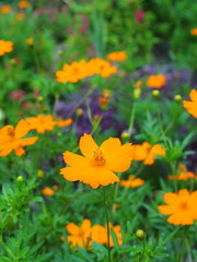 キバナコスモス