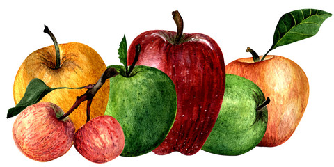 watercolor illustration. hand drawing. set of apples of different varieties on a white background.